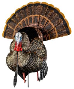 Avian-X HDR Strutter Multi Color Turkey Species